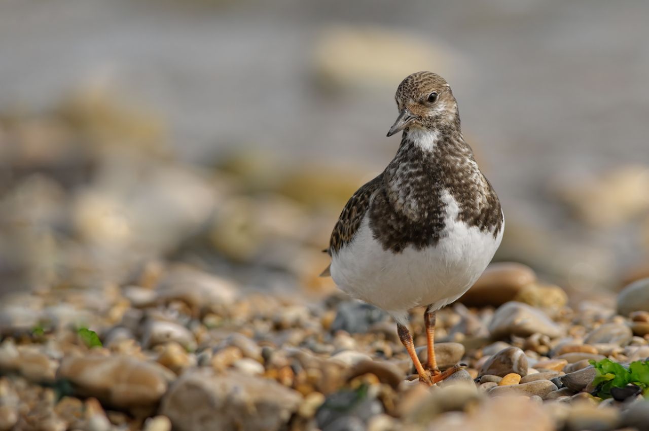 Voltapietre (Arenaria interpres)